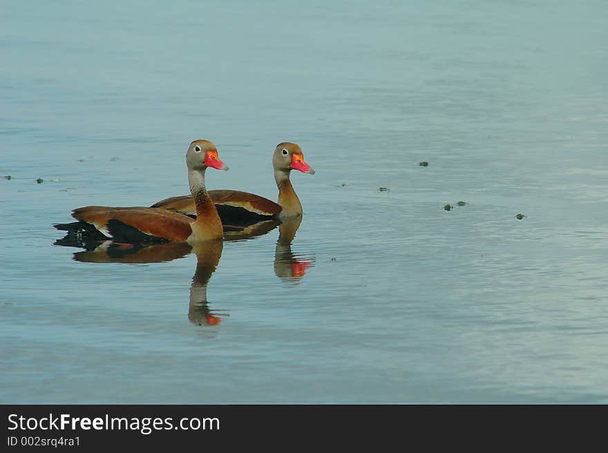 A couple of ducks