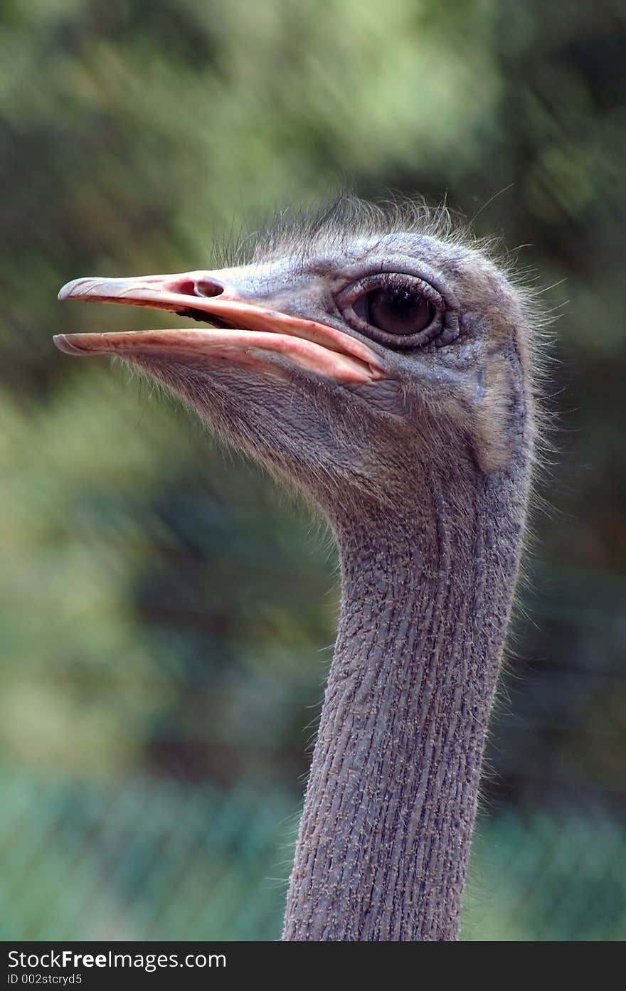 Ostrich