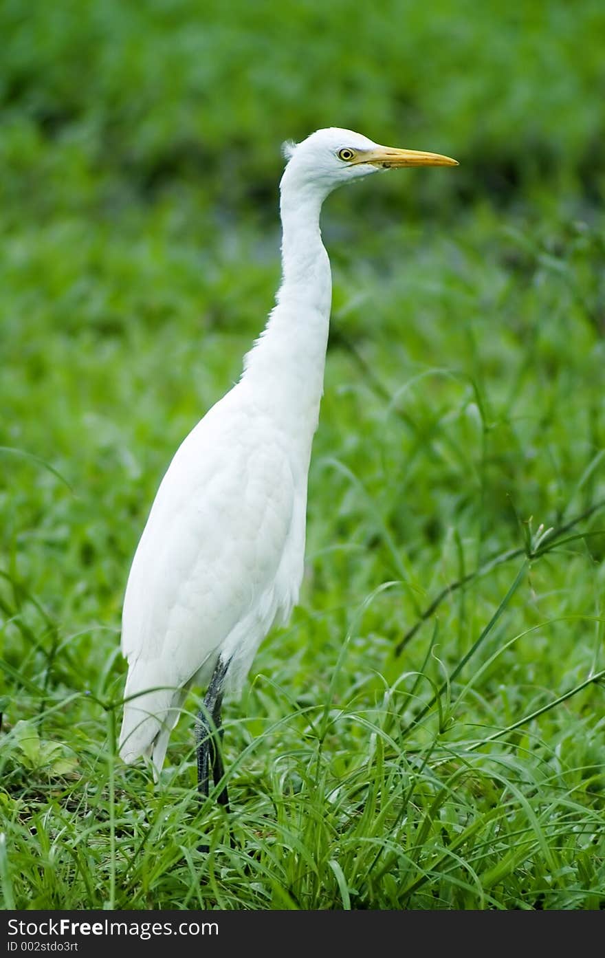 White Heron