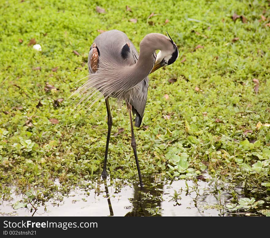 Great Blue Heron Preening