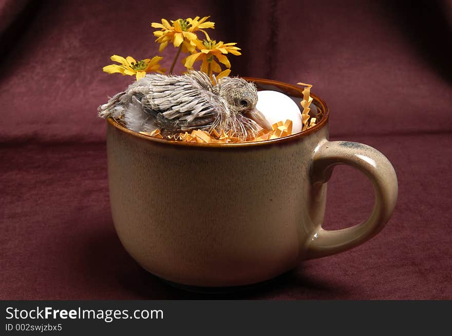 A baby Dove rests in a coffee cup nest