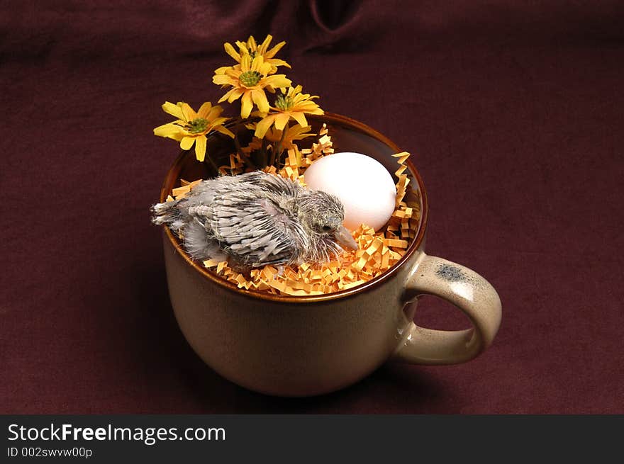 A baby dove in a coffee cup nest. A baby dove in a coffee cup nest.