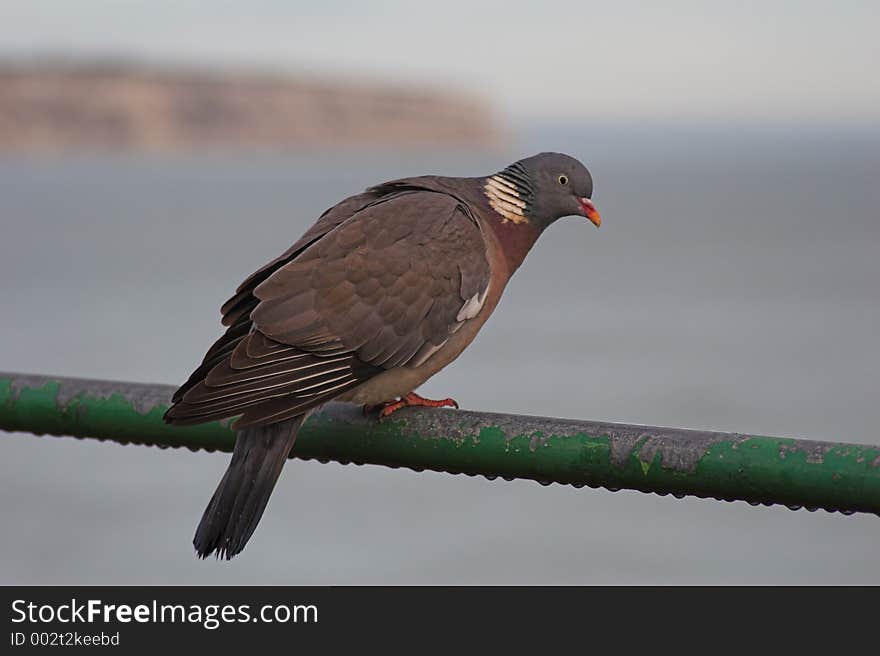 Pidgeon on rail