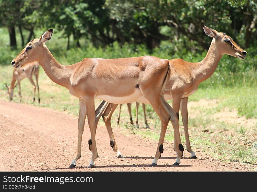 Two identical redbuck crossing the road in opposite directions. Two identical redbuck crossing the road in opposite directions