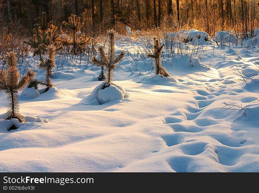 Sunset in the winter forest