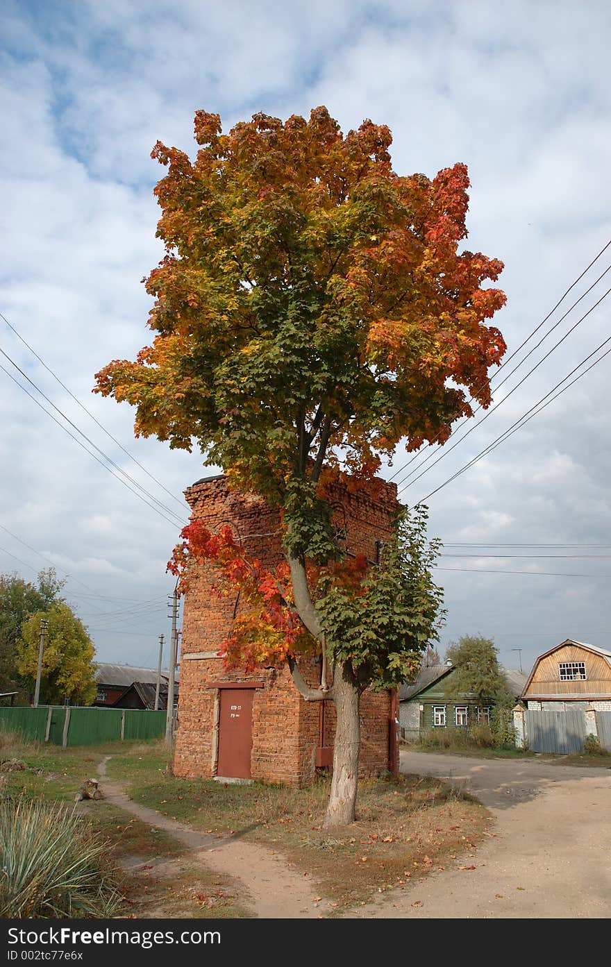 Autumn maple