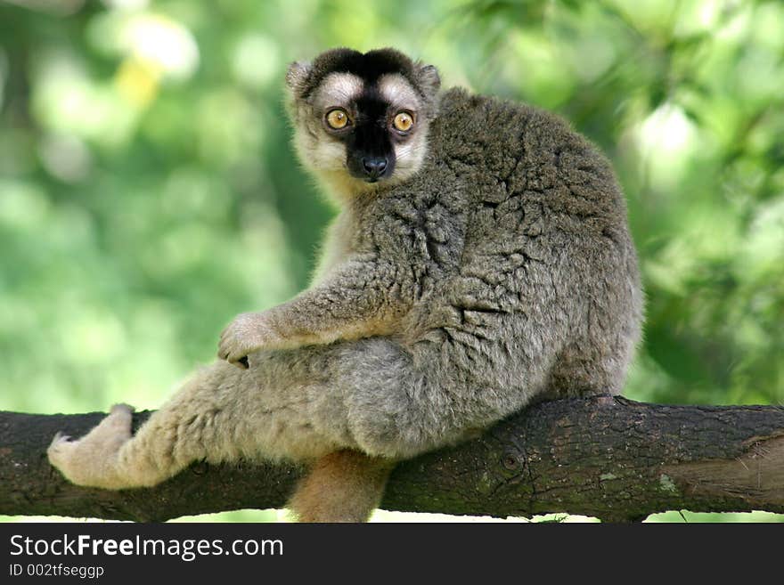 Lemur