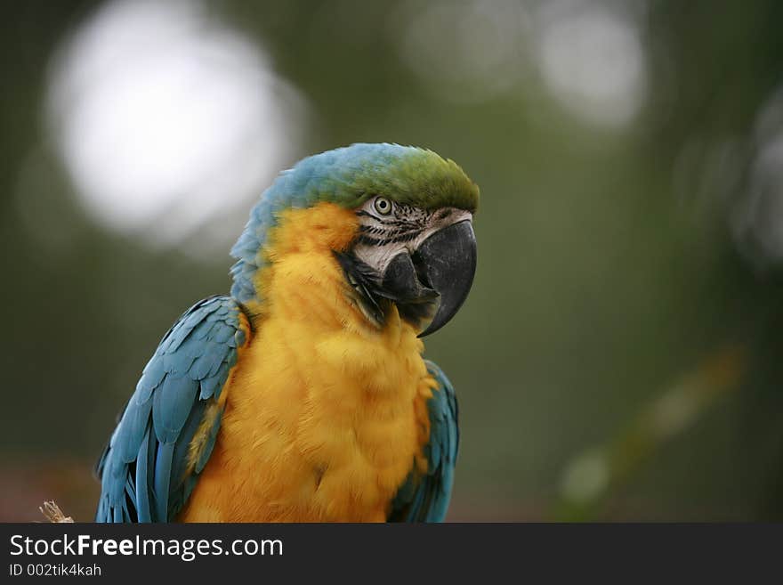 Macaw