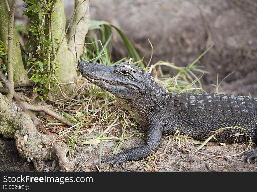 Alligator profile