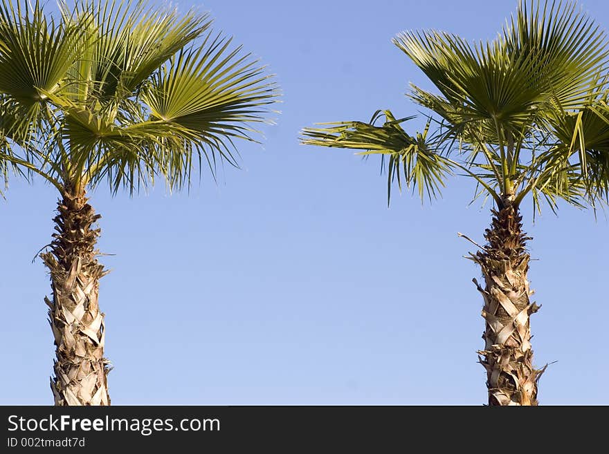 Two palm trees with writing sapce on sky background. Two palm trees with writing sapce on sky background