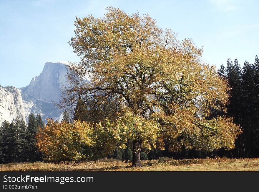 Beautiful fall colored oak in Yosemite Valley. Beautiful fall colored oak in Yosemite Valley