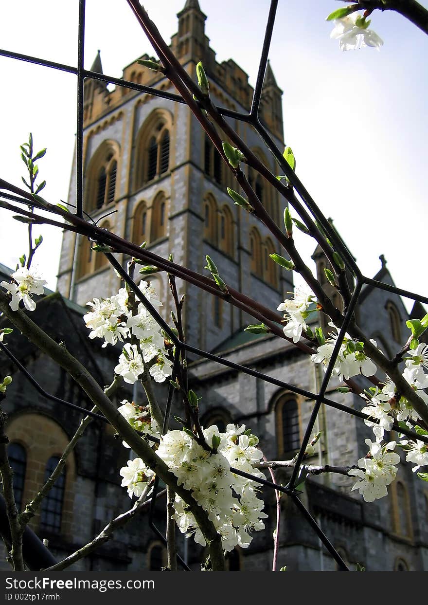 White Flowers at Buckfast Abbey