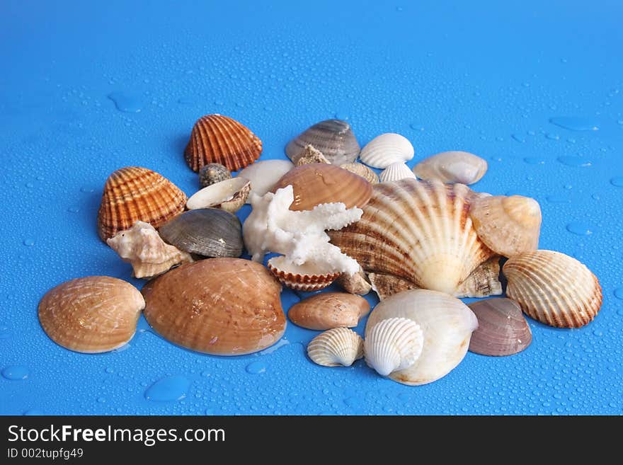 Shells on blue background
