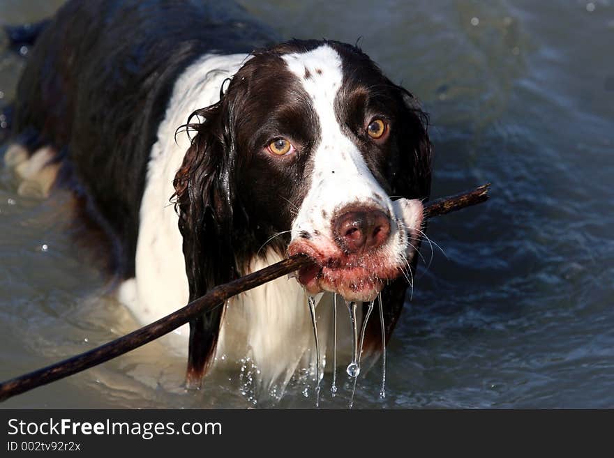 Dog with a stick in water. Dog with a stick in water