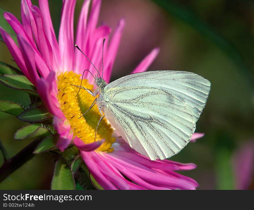 Butterfly Pieris brassicae.