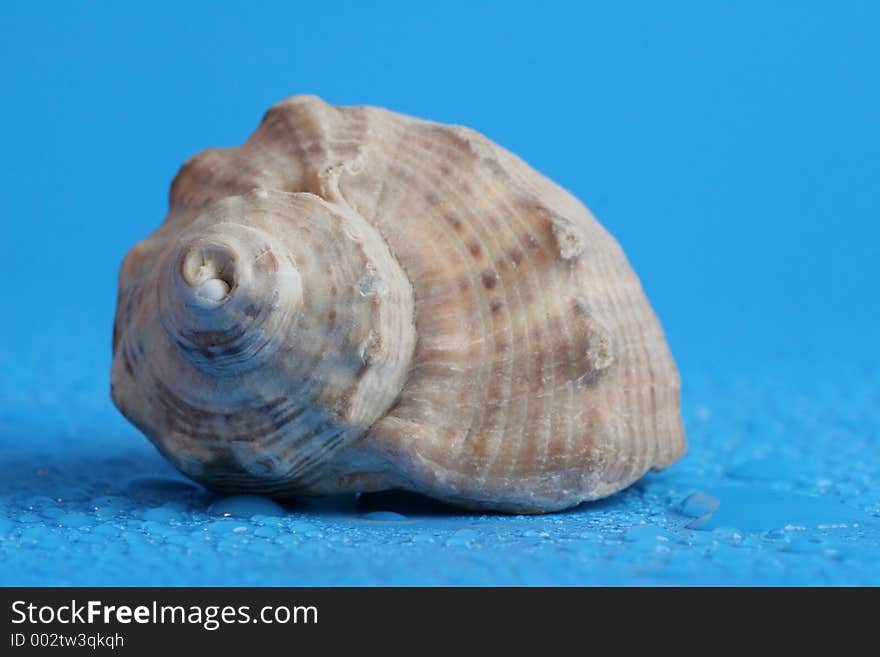 Shell on blue background