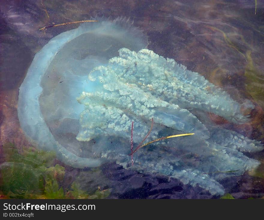 Blue bottle jelly fish