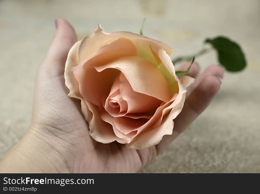 Female hand holding a pink rose. Female hand holding a pink rose