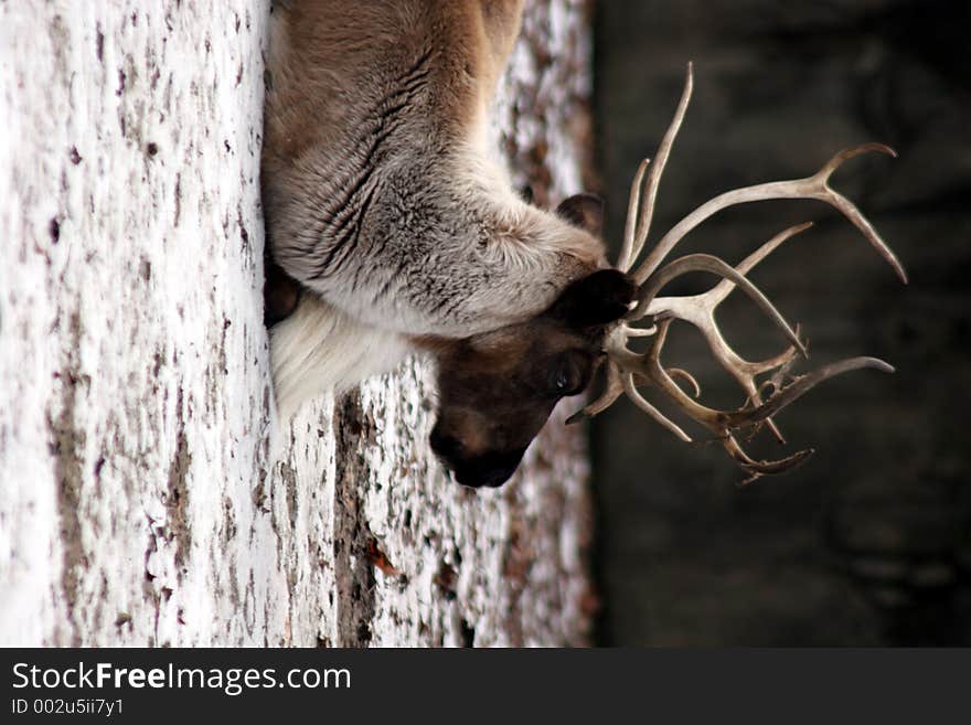 Deer lying down in the forest