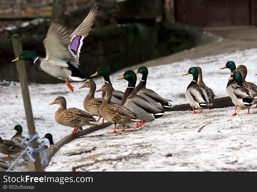 Many ducks on the edge of a lake in Cleveland, Ohio. Many ducks on the edge of a lake in Cleveland, Ohio