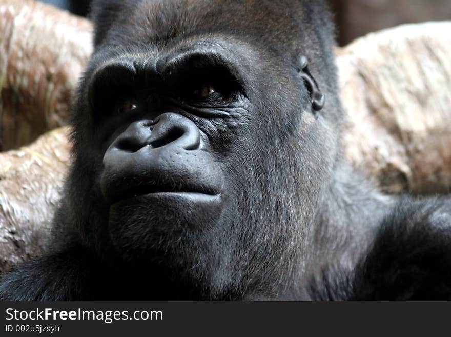 Close up head shot of Male Gorilla