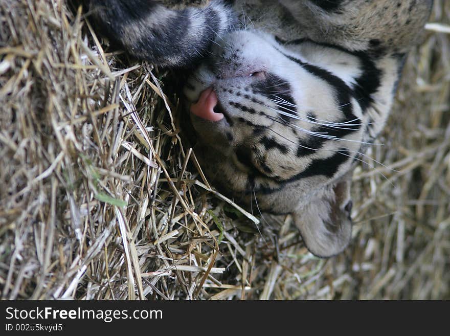 Baby Leopard Cub lying in straw in the Cleveland, Ohio Zoo.