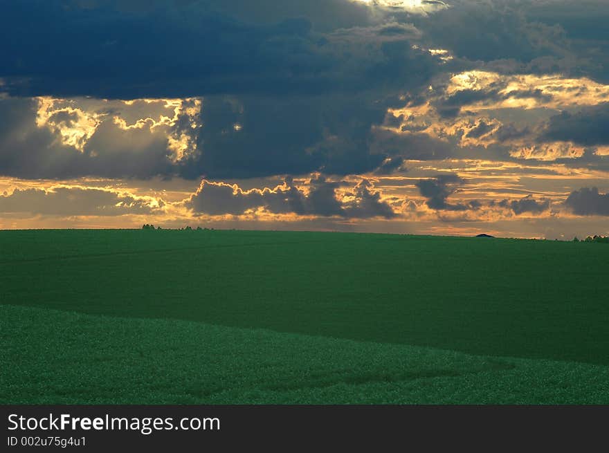 Corn plantation