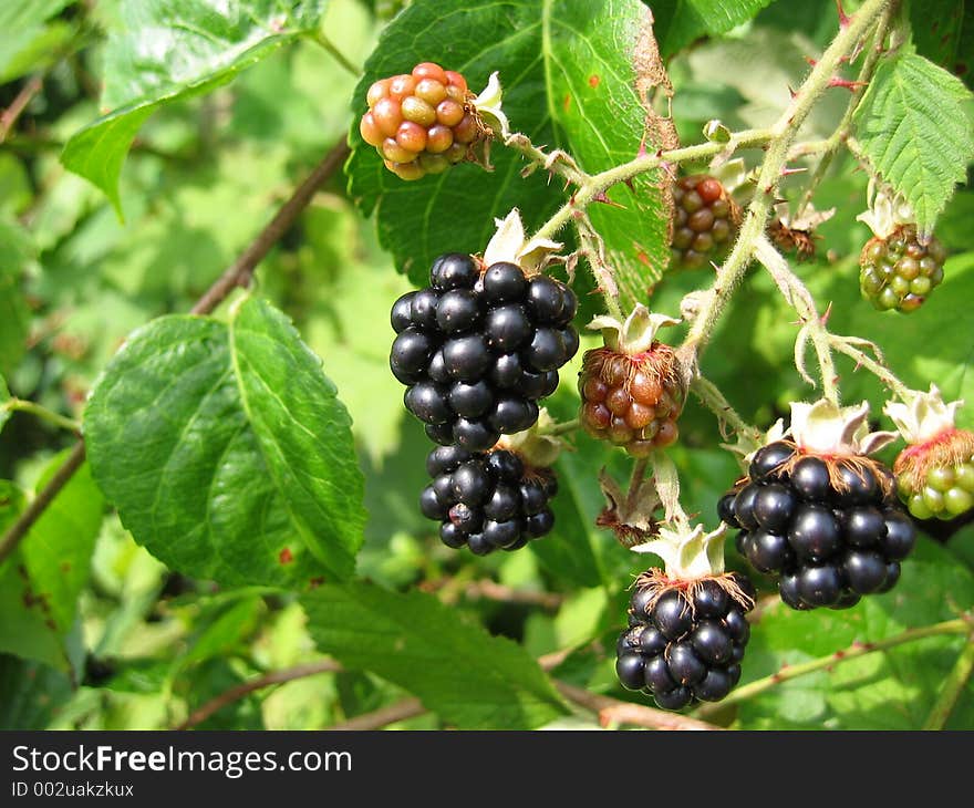 Blackberries