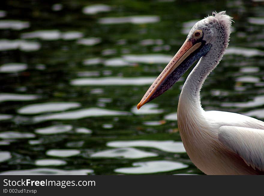 Pelican