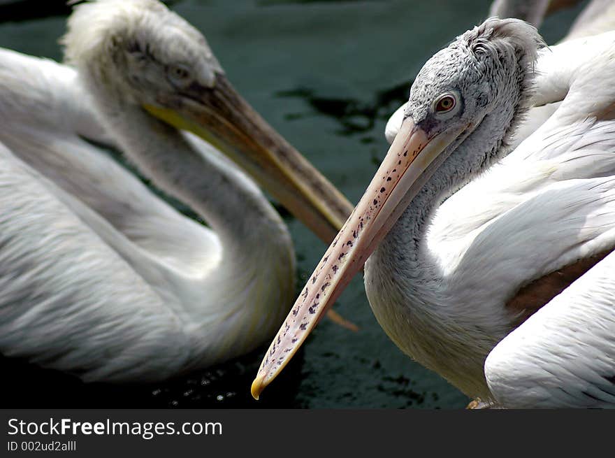 First Pelican sharply focused with second pelican softly focused. First Pelican sharply focused with second pelican softly focused