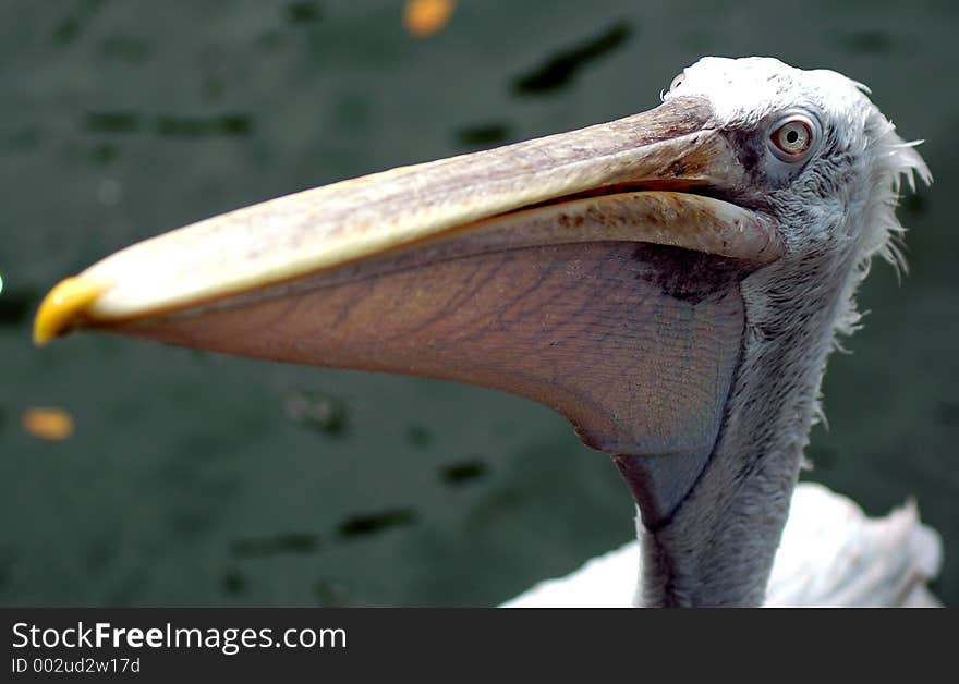 Pelican