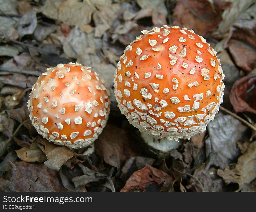 Amanita muscaria or Fly Agaric. Amanita muscaria or Fly Agaric