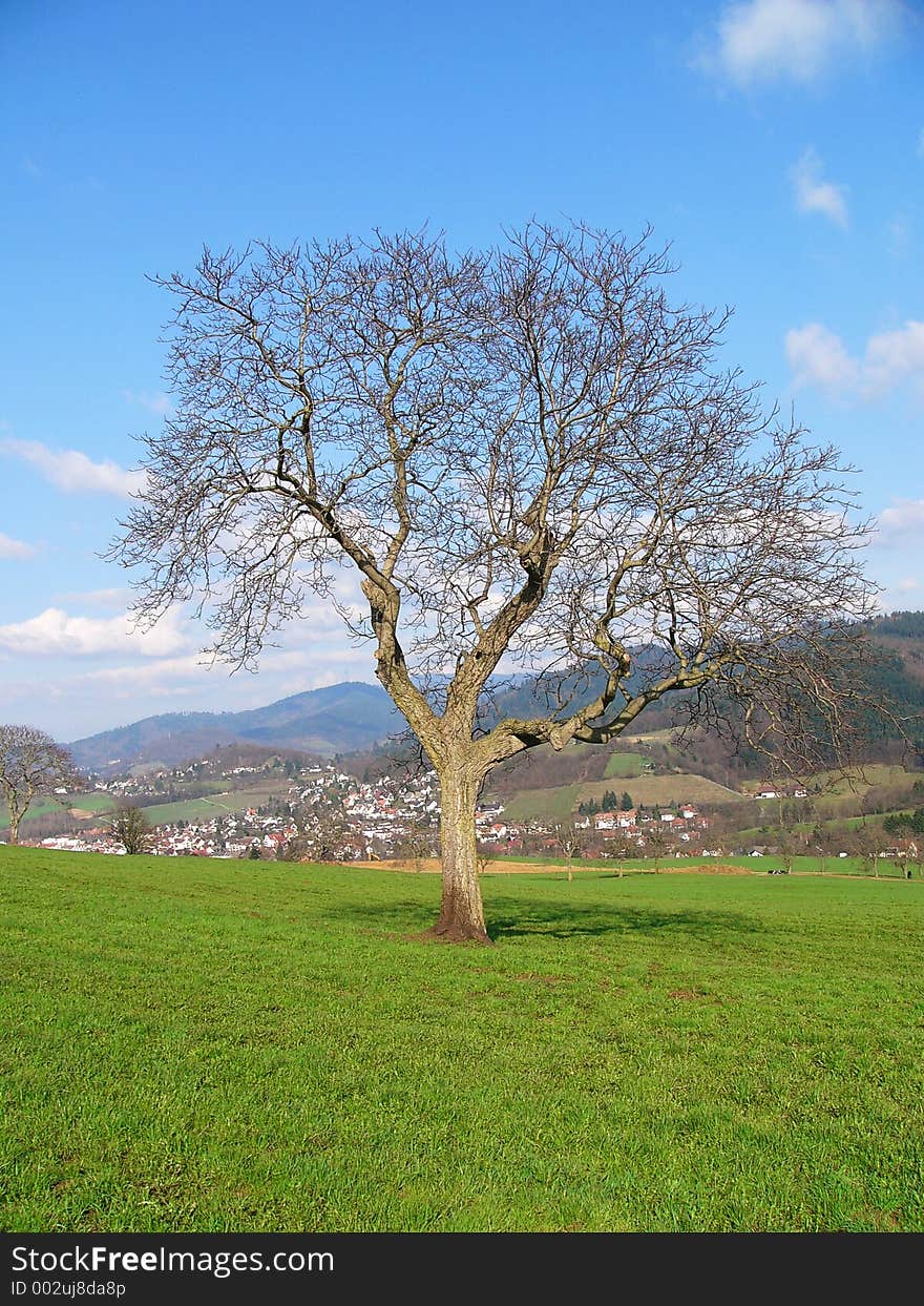 Lone tree out in the field.