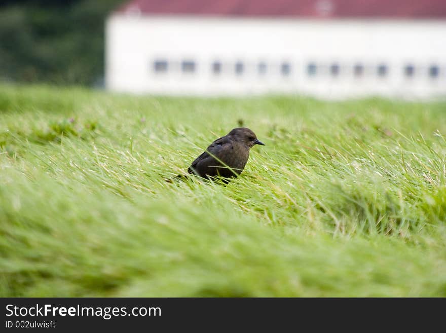 Bird in the Grass