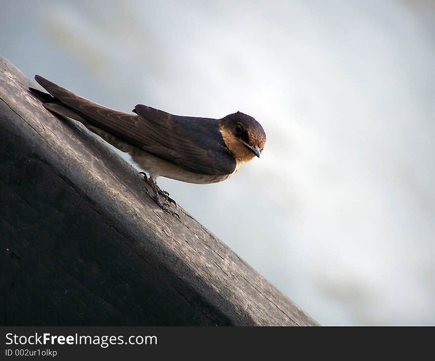 A beautiful brown bird near a pond. A beautiful brown bird near a pond.