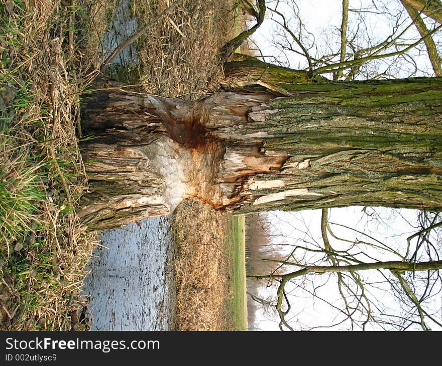 Beavers are building a dam. Beavers are building a dam