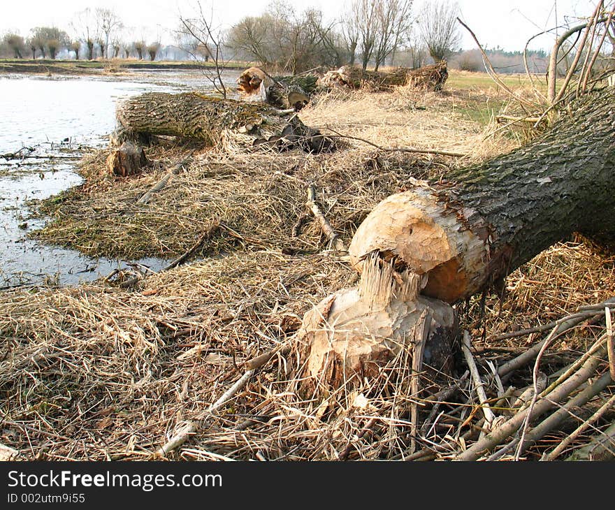 Beavers are building a dam. Beavers are building a dam