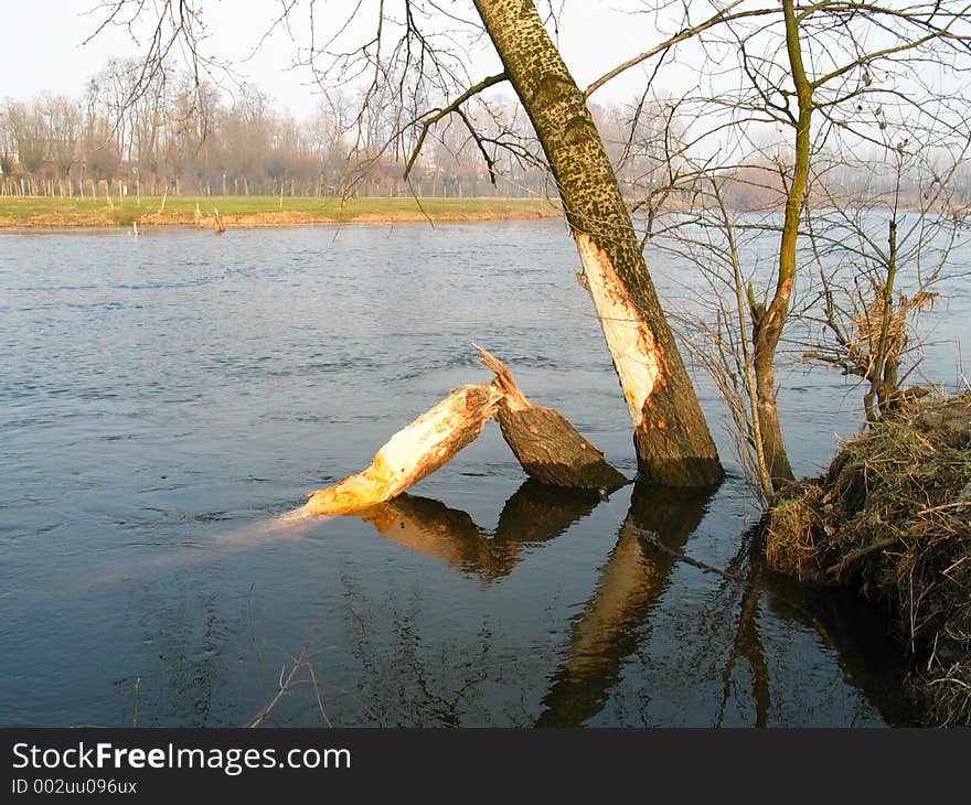 Beavers are building a dam. Beavers are building a dam