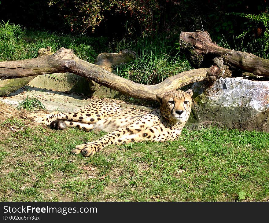 Cheetah on his territory