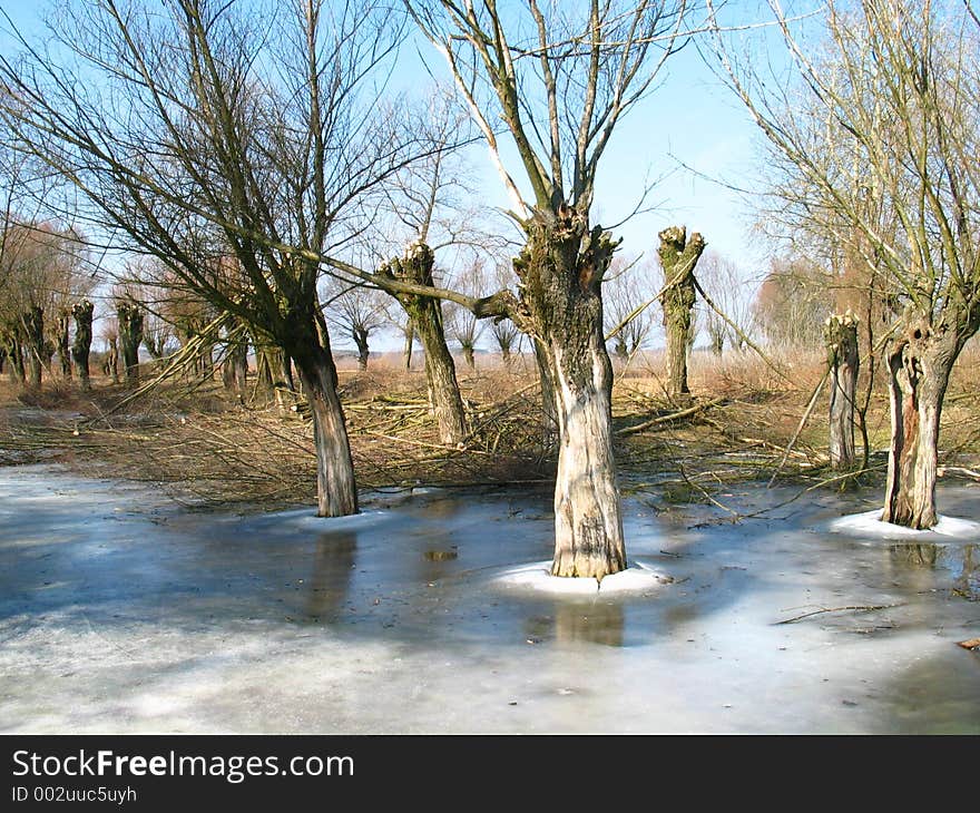 Frozen trees