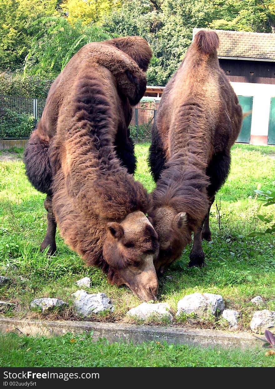 Camels eating