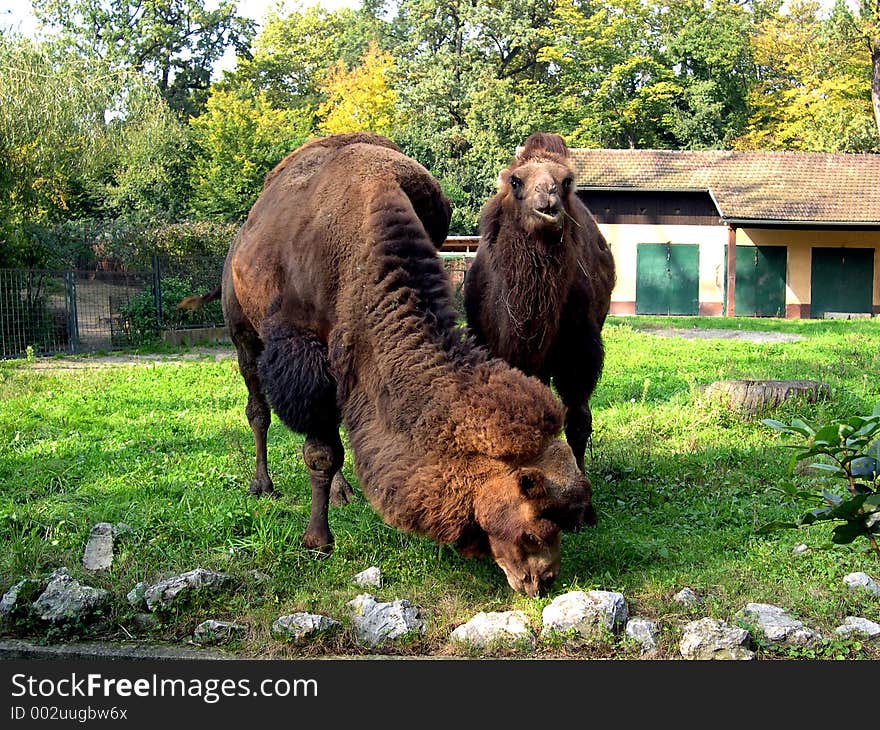 Two camels one eating other one looking