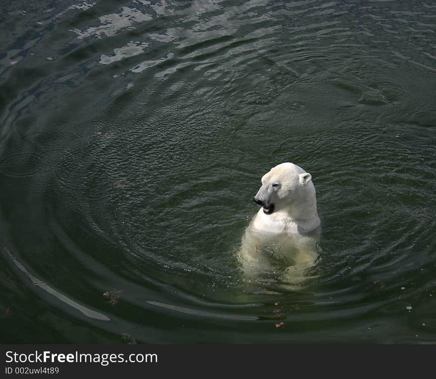 Polarbear on water