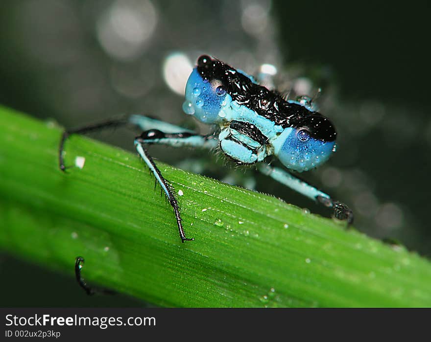 Dragonfly with blue eyes