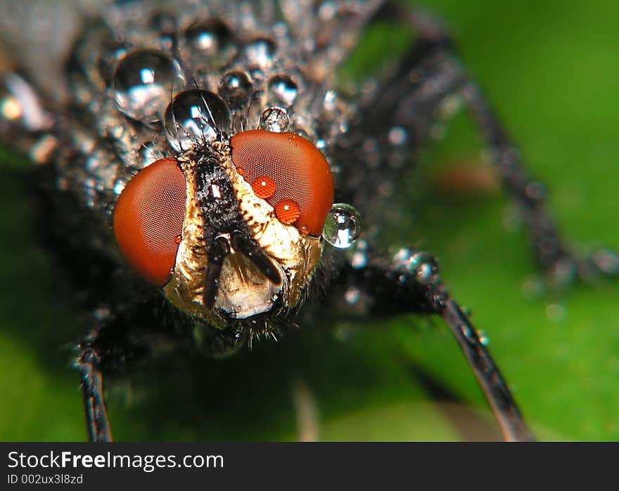 Fly With Droplets