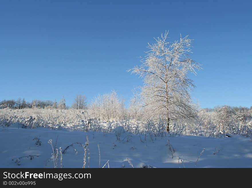 Winter tree. Winter tree