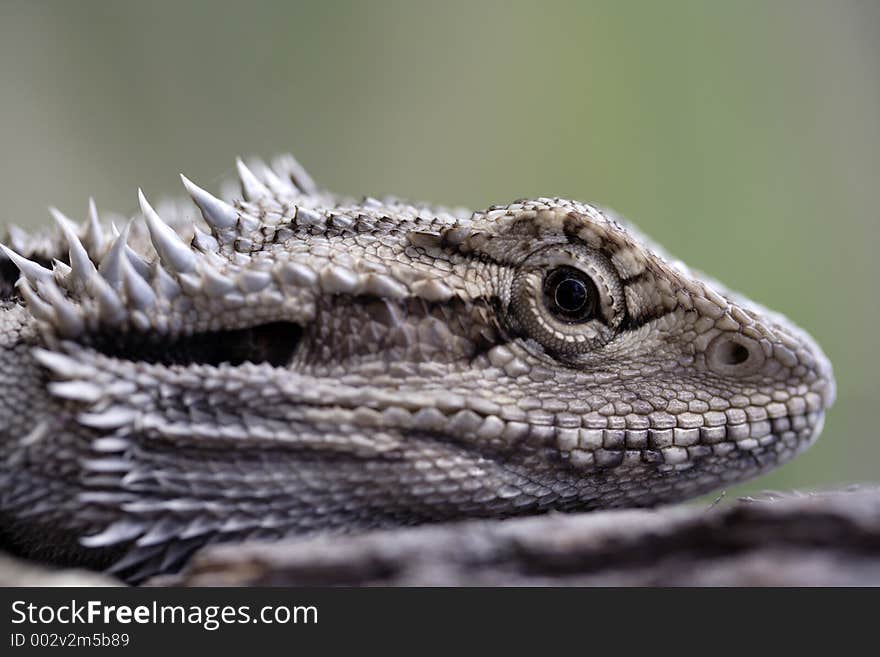 Closeup image of a young dragon lizard. Closeup image of a young dragon lizard