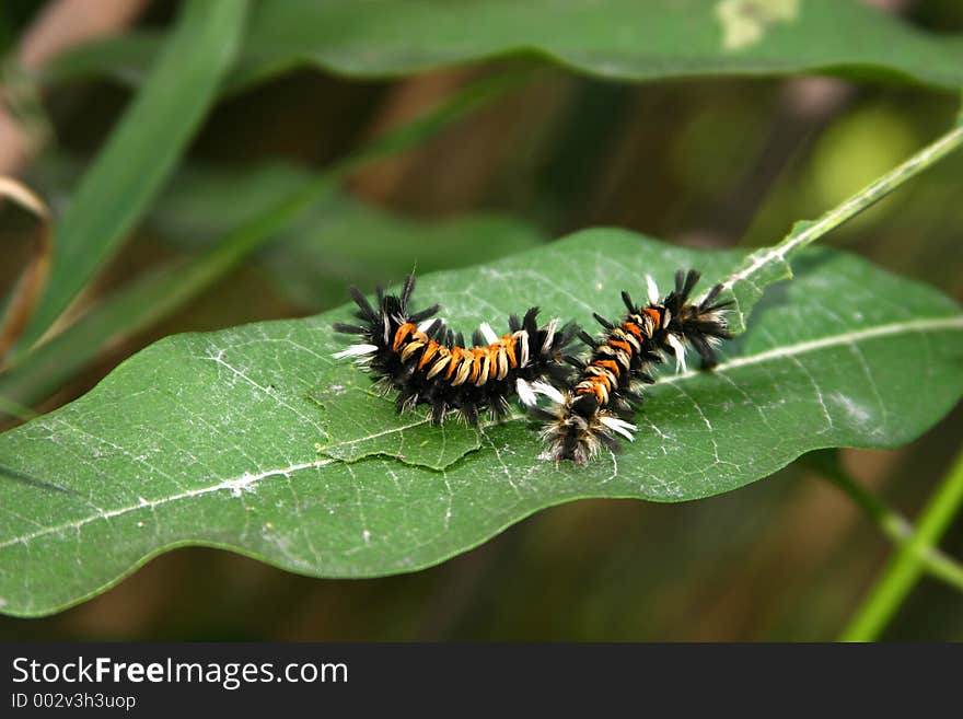 Two milkweed-tussock caterpillars on the leaf.