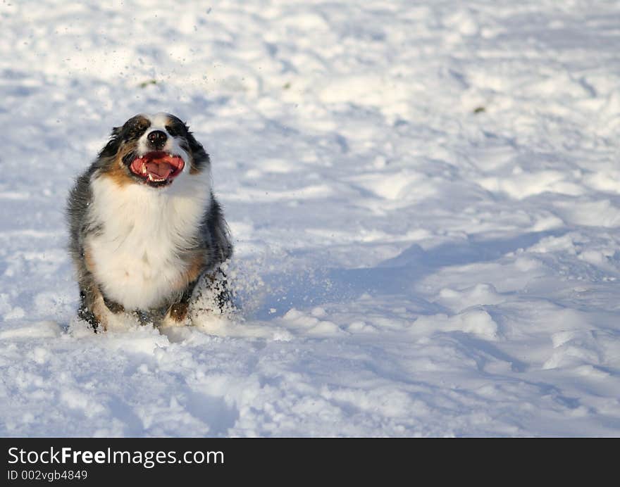 Australian Shepherd with the happiest face ever, running through snow, space on right for text. Australian Shepherd with the happiest face ever, running through snow, space on right for text