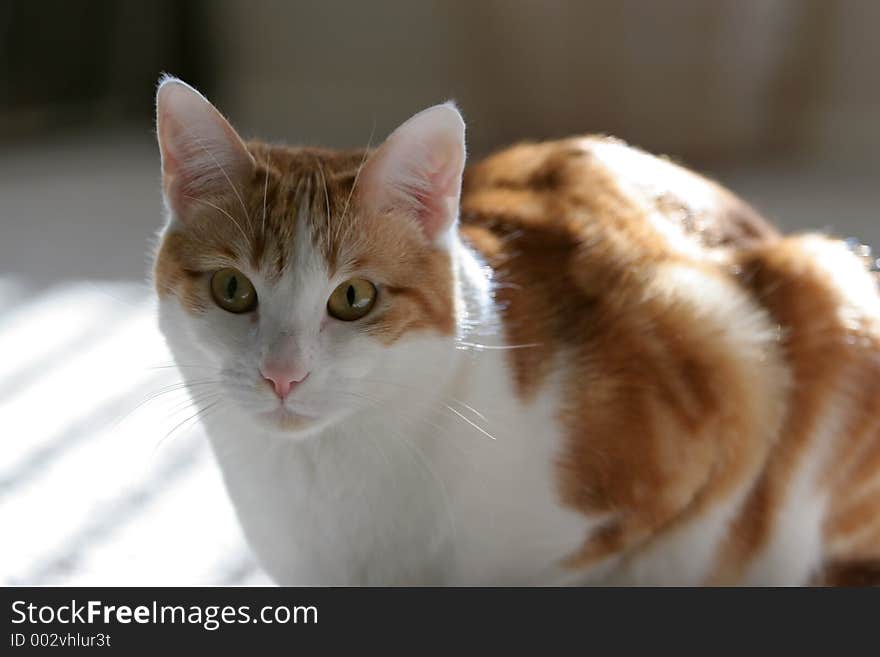 Orange and white cat in natural light. Orange and white cat in natural light